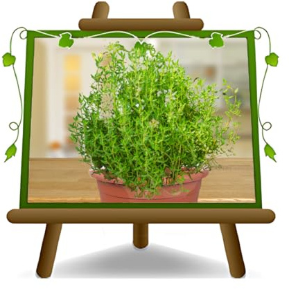 Thymus Vulgaris - Thymian aromatische Pflanze auf Topf 14