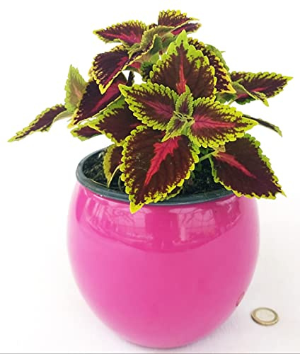 POWERS TO FLOWERS - COLEUS FOGLIA BORDEAUX E VERDE, IN VASO CERAMICA FUCSIA, pianta vera