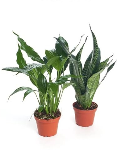 Sansevieria & Spathiphyllum | DECOALIVE | Duo Plantas Interior | Planta Serpiente y Lirio de la Paz | Plantas Naturales