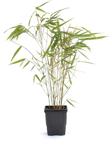 Fargesia Rufa P9 Robuster Gartenbambus für natürliche Sichtschutzlösungen, 20-30 cm hoch!
