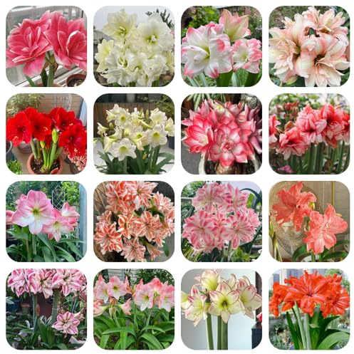 bulbo de amarilis perennes resistentes balcón, raras jardín 6pcs