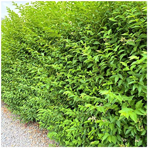 100 Green Privet Hedging Ligustrum Plants Hedge 3-4ft Tall,Quick Growing Evergreen 3fatpigs®