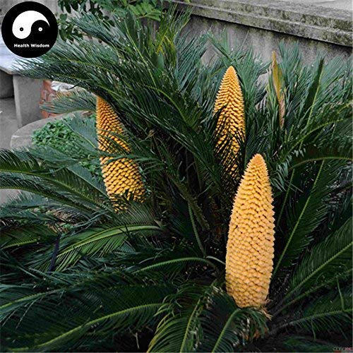 Achetez des graines d'arbre de fer Cycas Revoluta, Cycas Tie Shu chinois, paquet de 100 graines
