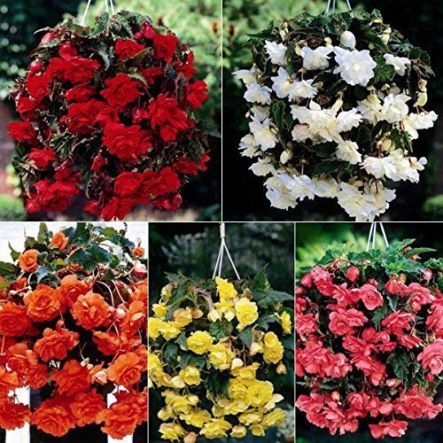 Large non-stop TRAILING BEGONIA Summer Flowering Bulbs Corms (5)