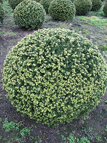 japanische Hülse Ilex crenata Glorie Gem 40-45 cm Kugel mit Ballen | Immergrün, winterhart & schnittverträglich – pflegeleichtes Formgehölz, ideal für Kugelschnitt & niedrige Hecken