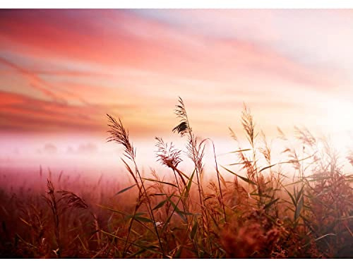 Runa Art Fototapete Sonnenaufgang Feld 352 x 250 cm Vlies Tapeten XXL Moderne Wandtapete Wohnzimmer Schlafzimmer Rot 9044011a