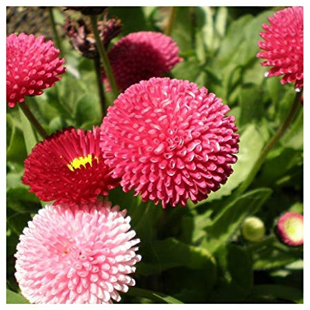 PREMIER SEEDS DIRECT - Bellis PERENNIS POMPONETTE - 2000 Seeds - Annual