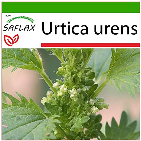 SAFLAX - Heilpflanzen - Brennessel - 150 Samen - Mit keimfreiem Anzuchtsubstrat - Urtica urens