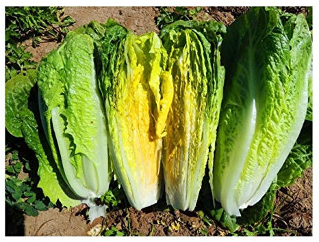 PREMIER SEEDS DIRECT - Lettuce Seeds - Romaine - Parris Island COS - 1000 Seeds (Organic)