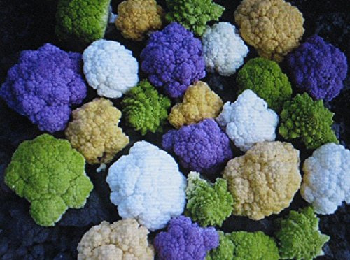 Rainbow Blend Cauliflower Broccoli Mixed Colors 150 Seeds Healthful