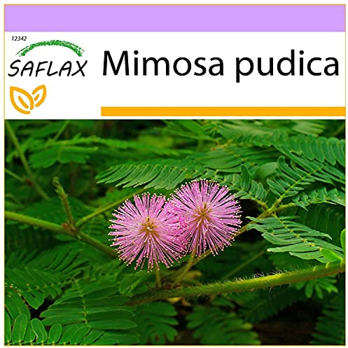 SAFLAX - Sensitiva - 70 semillas - Mimosa pudica