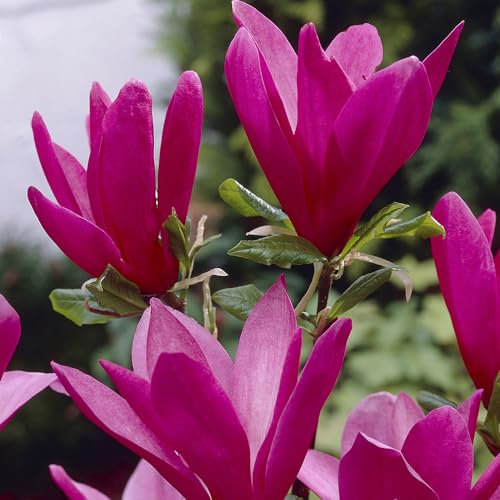 YouGarden Magnolia 'Susan' in a 3L Pot 50cm Tall Magnolia for Gardens Purple/Pink Flowers, Ready to Plant Out Garden Ready Plant in 3L Pot