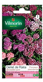 Vilmorin - Sachet graines Oeillet de poète Hirondelle varié