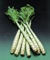 JustSeed - Vegetable - Celtuce - 1800 Seeds