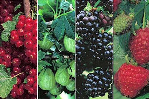 4er Beerenkombi - Johannisbeere Rovada, Stachelbeere Invicta, Brombeere Black Satin, Himbeere Schoenemann