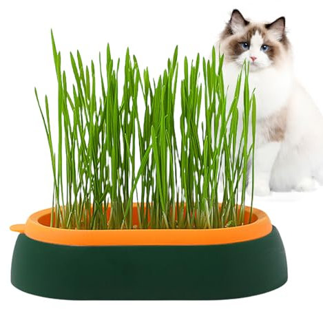 CENMOO Katzengras-Übertopf,Hydroponischer Katzengrastopf | Keimtablett für Katzen, Hunde und andere Haustiere im Innen- und Außenbereich, verhindert Haarballen und fördert die Verdauung, perfekt