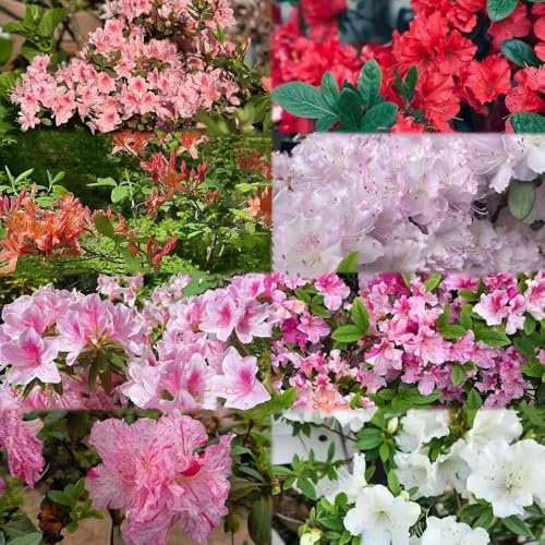 semillas rododendro Las perennes son perennes resistentes decoración - serie de raras - jardín 600pcs
