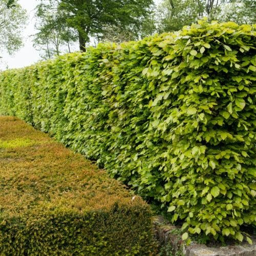 50pcs hêtres communs 80–120 cm – haie de jardin – plants de haie – Fagus sylvatica – hêtre rouge – plants à racines nues – hêtres pour haies denses