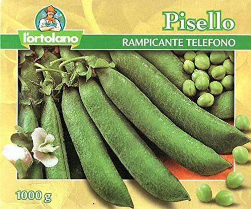 L'ortolano sementi di legumi (piselli, fagioli ecc...) di qualità in confezioni varie (pisello rampicante telefono, 500 grammi)