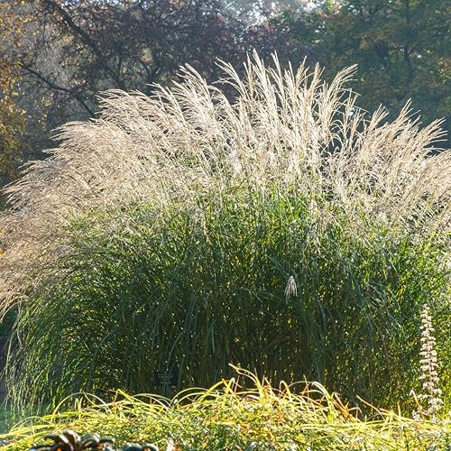 Bloomique - Set di 3 - Miscanthus sinensis - Miscanto - Graminacea - Resistente al freddo - Altezza 10-20 cm - Vaso 9x9 cm