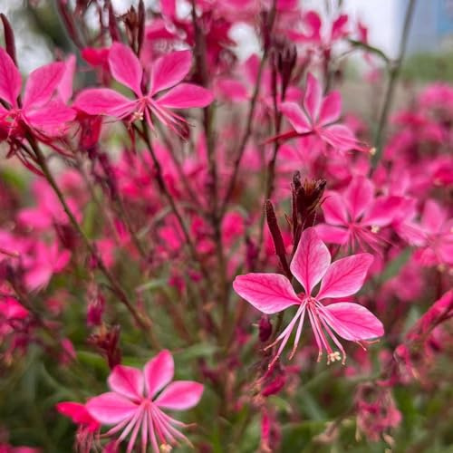 gaura lindheimeri giardino per esterni balcone decorazione giardino semi selvaggio interni balcone parterre 50pcs