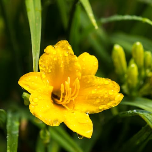 Hemerocallis Stella de Oro – 48 Pflanzen – Ø9cm – Höhe 10-25cm – Winterharte Taglilie – Goldgelbe Dauerblüte – Pflegeleicht für Beet & Steingarten