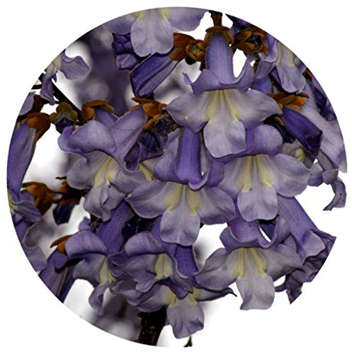 Kiri träd/blåklocka träd/30 frön/Paulownia tomentosa/till -25°C