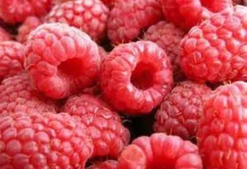 20 Lampone Semi Rosso