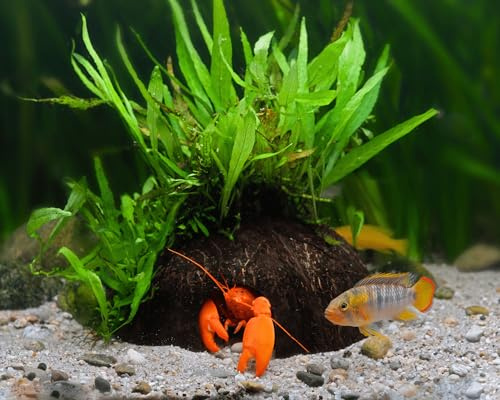 NatureHolic Aquarium Pflanzen Deko Höhle - Kokosnuss mit Microsorum Pflanze