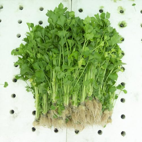 Semillas de apio, balcón de Apium graveolens, semillas de jardín de balcón resistentes Comprar 300pcs