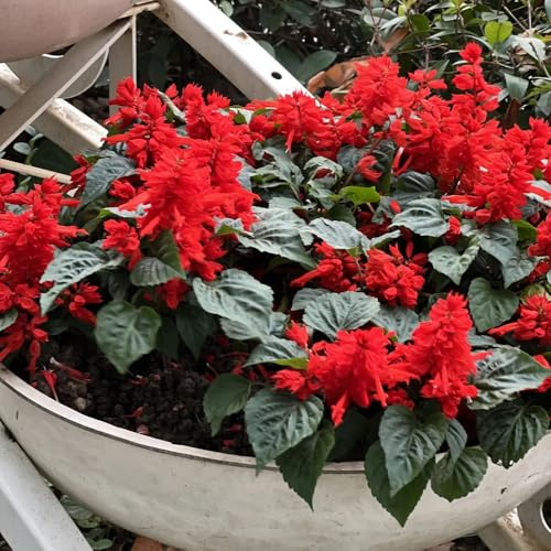 semi di salvia antincendio, resistenti Giardino per interni, primaverili, Giardino 100pcs