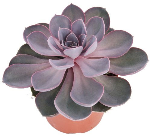 exotenherz - Echeveria Perle von Nürnberg - grande plante en pot de 12 cm