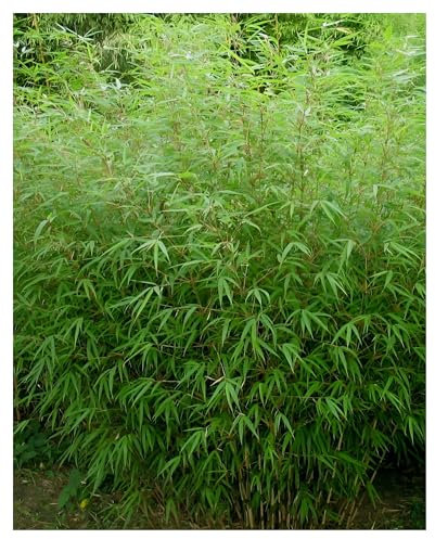1 x Fargesia murielae 'Rufa' im C2 Topf (Bambus/Bamboo/Winterhart/Ziergras/Mehrjährig) Heckenbambus - winterhart immergrün - Top Sorte für Hecke - macht keine Wurzelausläufer - von Stauden Gänge