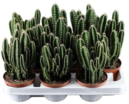 Cactus de Escritorio DECOALIVE Planta Natural Ideal para Ordenador y Espacios Reducidos