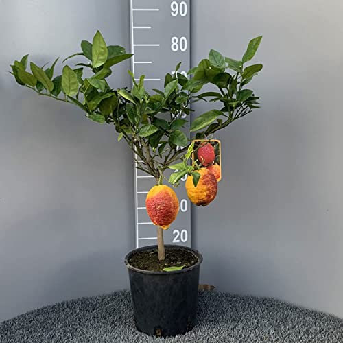 SAVINI VIVAI Plante de Citronnier Agrumes Citron à Peau Rouge en Pot de 20 cm Hauteur 70 cm 2-3 Ans de greffe Made in Italy