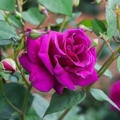 Brindabella Purple Prince Rose – Fragrant Disease Resistant Shrub Rose Bush with Double Purple Blooms – Live Plant (2 Gallon Plant)