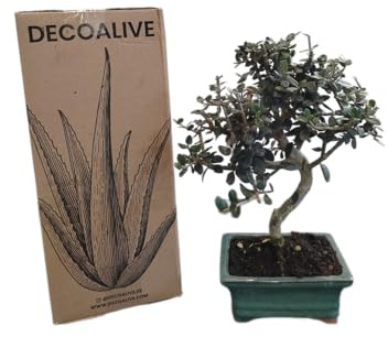 Bonsái de Interior Olivo DECOALIVE Bonsái de Olivo para el Interior del Hogar
