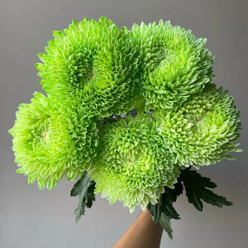 Semillas de crisantemo - exótico de jardín rocas orgánico interior decoración sala estar cama elevada jardín otoño interior balcón 90pcs