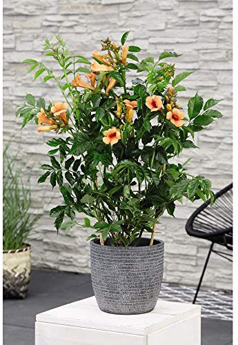 Campsis Garden Climbing Plant Hardy Drought Tolerant Perennial Exotic Flowers for Trellis, Fences & Walls Variety Trumpet Vine Indian Summer 1 x 2 Litre Pot by Thompson & Morgan