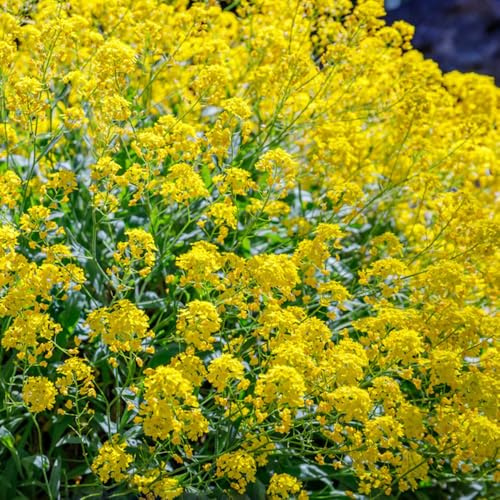 steinkraut gelb - sommer wild gewächshaus balkon exotische winterhart hochbeete für garten dekoration 350samen