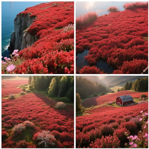 20000+ Timo Strisciante rosso per piantare all'aperto, giardino, Per la copertura del prato, NON OGM, Bassa manutenzione