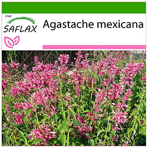 SAFLAX - Anice menta messicana - 50 semi - Con substrato - Agastache mexicana