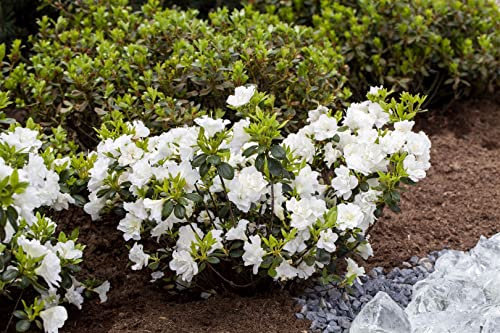 Japanische Azalee Rhododendron obtusum Schneeperle 20-25 cm winterhart | Weisse Bluete, dichter Wuchs, bodendeckend, halbschattig, ideal für Beet, Balkon und Vorgarten