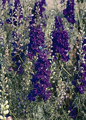 Halb-Delphinium Rittersporn Qis Serie Dunkelblaue Einjährige