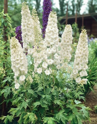 Delphinium Pacific 'Galahad' 11x11 cm Topf – Winterhart, Mehrjährig – Rittersporn – Staude für Beet & Rabatte