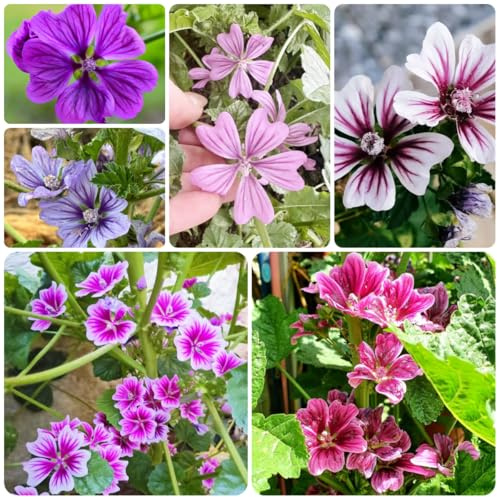 malva semi di tappezzanti, perenni, resistenti all'inverno semi di malva da giardino da balcone ornamentali per luoghi soleggiati balcone recisi resistenti in 700pcs
