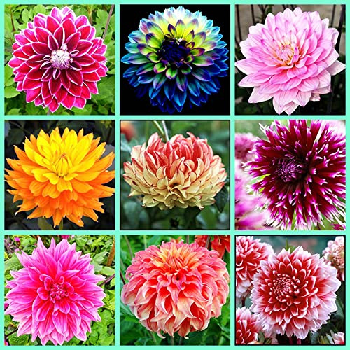 Rizoma di Zinnia,Mix,Bulbi di dalia,piantato in autunno,fiorisce in estate,misto,i fiori sono enormi,dai colori vivaci,adatti per essere piantati in giardini o in vaso