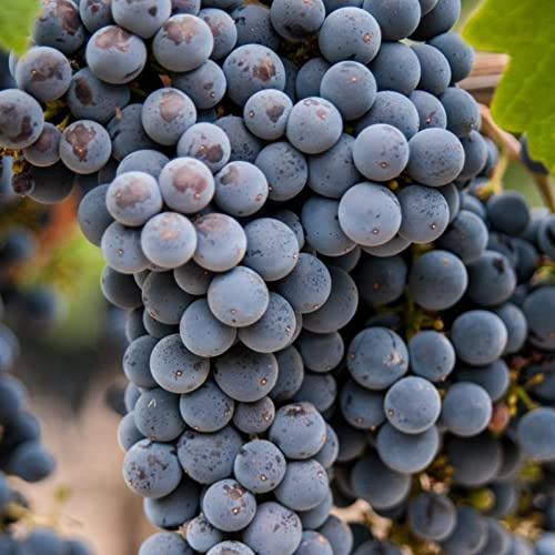 Garten Tafeltraube, Elegante, Das Bunt Gemischte, Exklusive, Winterhart Traubenwurzel, Weintrauben Kernlos Winterhartes, Trauben Kernlos,-2 Weinreben -F