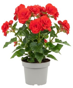DECOALIVE – Planta Natural Begonia Hiemalis Begonia Elatior Roja en Maceta de 14 cm
