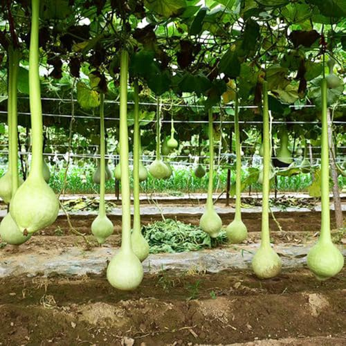 FlaschenkürbisSamen,garten geschenk,Pflanzenwinterhart draußen hängepflanze,Pflanzensamen,schattenPflanzenwinterharte kübelPflanzen,DekorativePflanzenzimmerPflanzen50pcs
